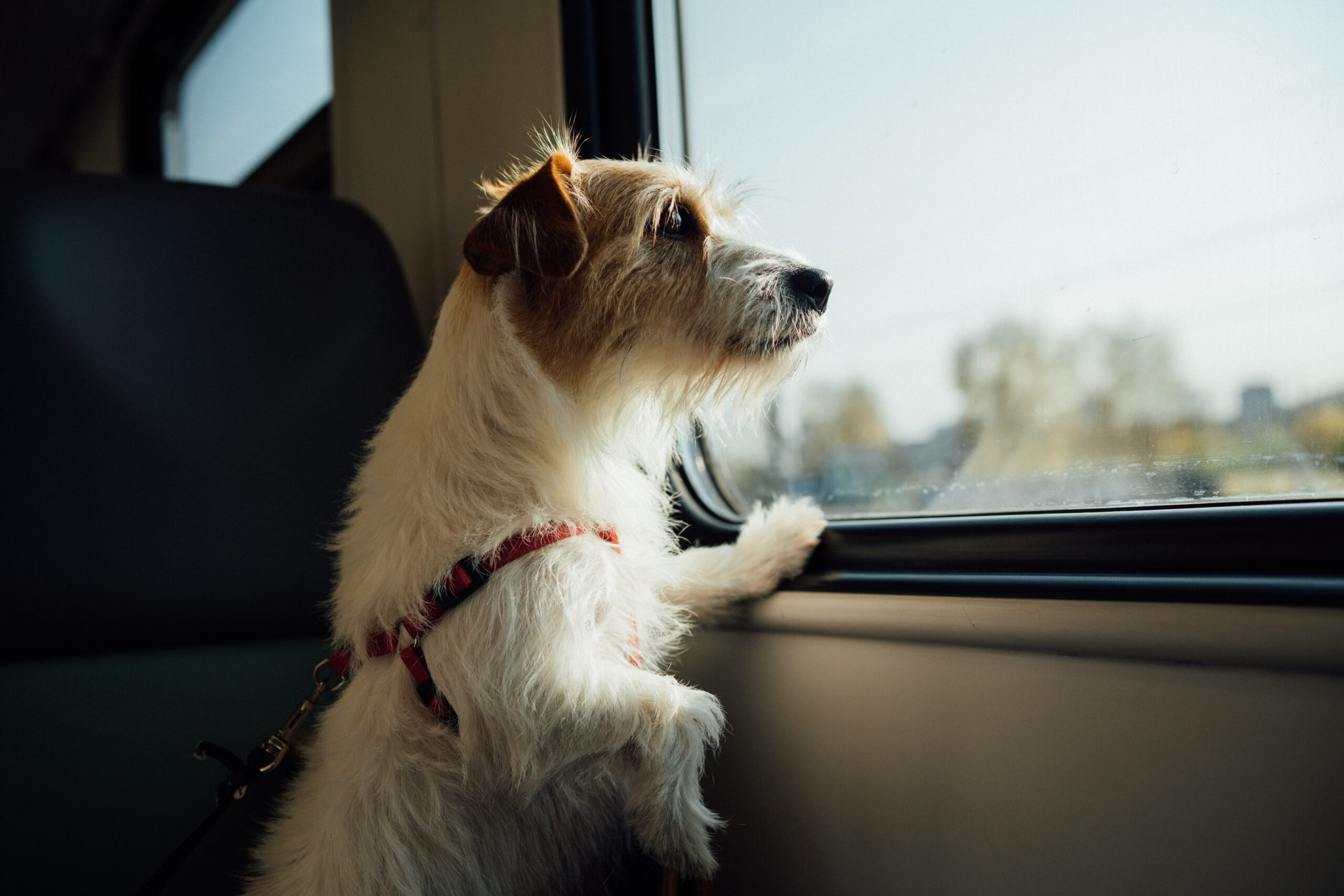 Dog Looking Out Window