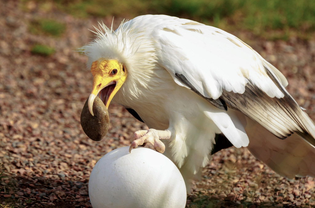 Egyptian Vulture Using Tools