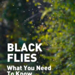 Black Flies Swarming