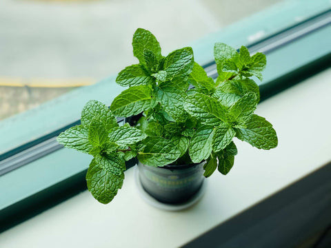 Potted peppermint plant sat on a windowsill