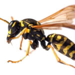 Paper Wasps