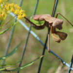 Praying mantis eyes close-up