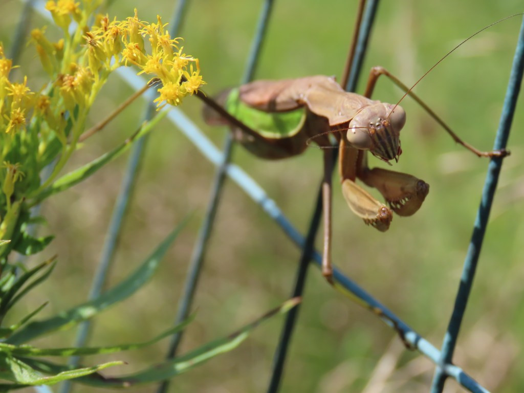 Praying mantis eyes close-up