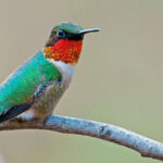 Hummingbird drinking nectar from a flower