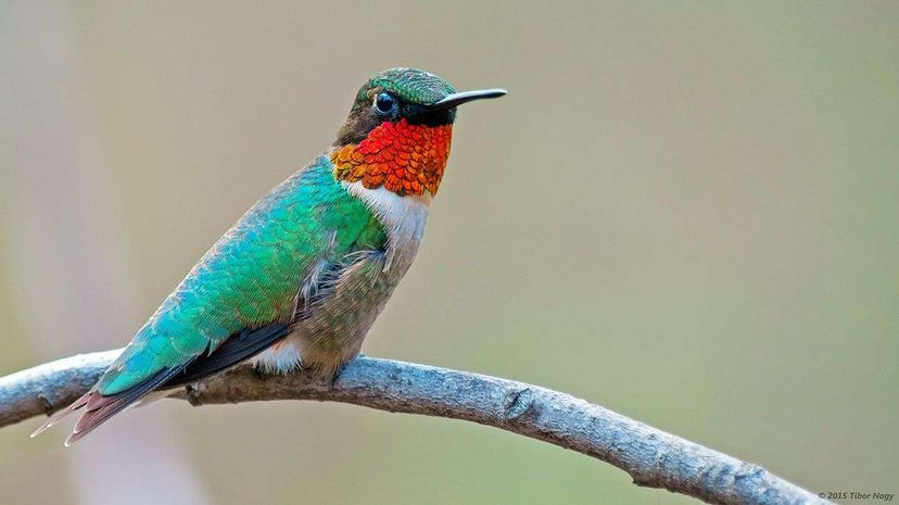 Hummingbird drinking nectar from a flower