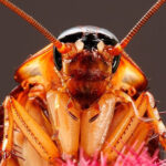 Cockroach