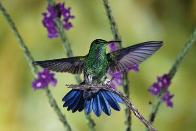 Hummingbird in flight with blurred wings
