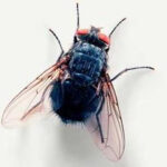 Housefly cleaning wings