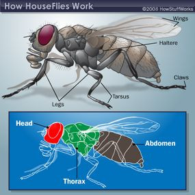 Close-up of a housefly meticulously grooming its delicate wings to maintain balance and precision during flight, illustrating the importance of wing hygiene for aerial performance