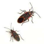Adult boxelder bug with distinct red markings