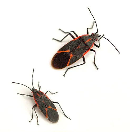 Adult boxelder bug with distinct red markings