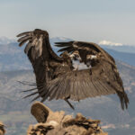 Bald Head Vulture