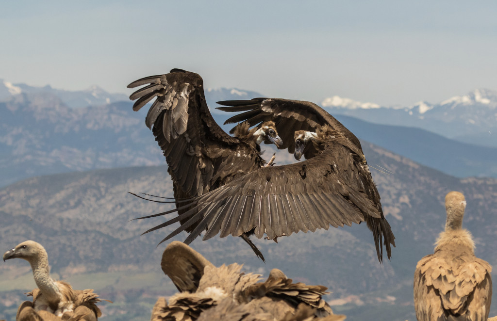 Bald Head Vulture