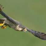 Peregrine Falcon Hunting Stoop
