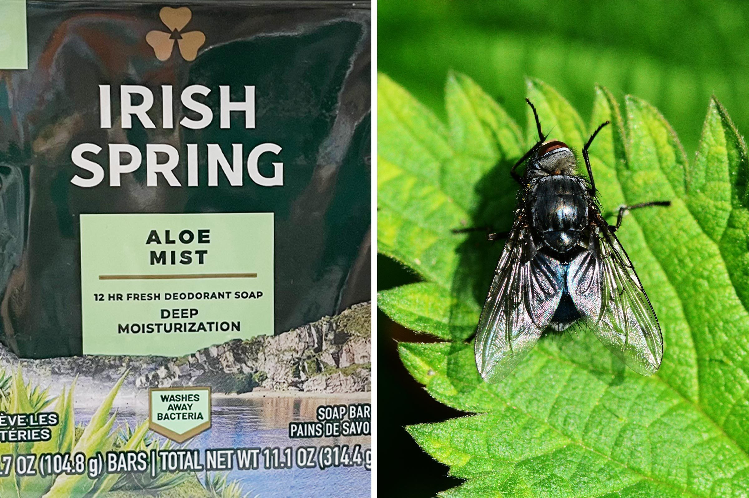 Irish Spring soap on the porch