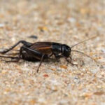 Close-up of a field cricket showcasing its dark coloration and rounded wings