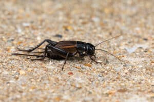 Close-up of a field cricket showcasing its dark coloration and rounded wings