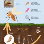 Sand Flies prefer decomposing organic matter, animal feces, and rotted tree trunks as breeding places