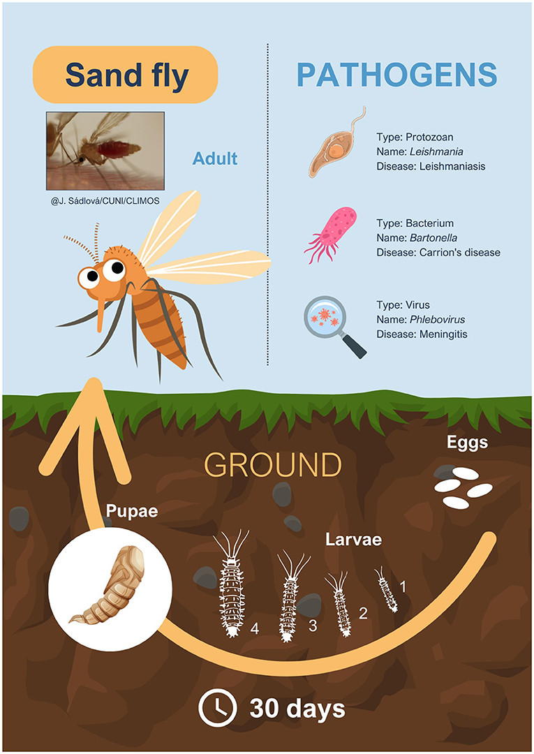 Sand Flies prefer decomposing organic matter, animal feces, and rotted tree trunks as breeding places