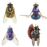 Australian Flies CSIRO