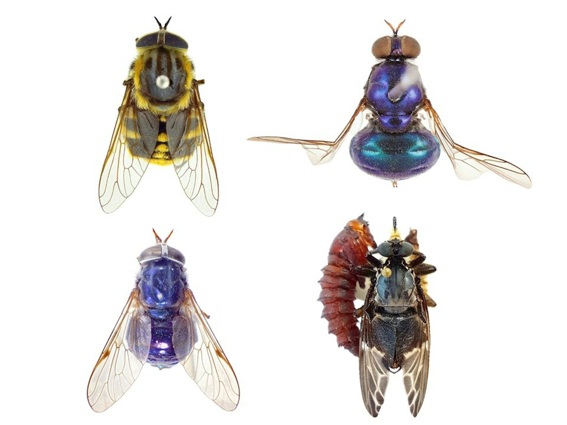 Flies at CSIRO’s Australian National Insect Collection in Canberra