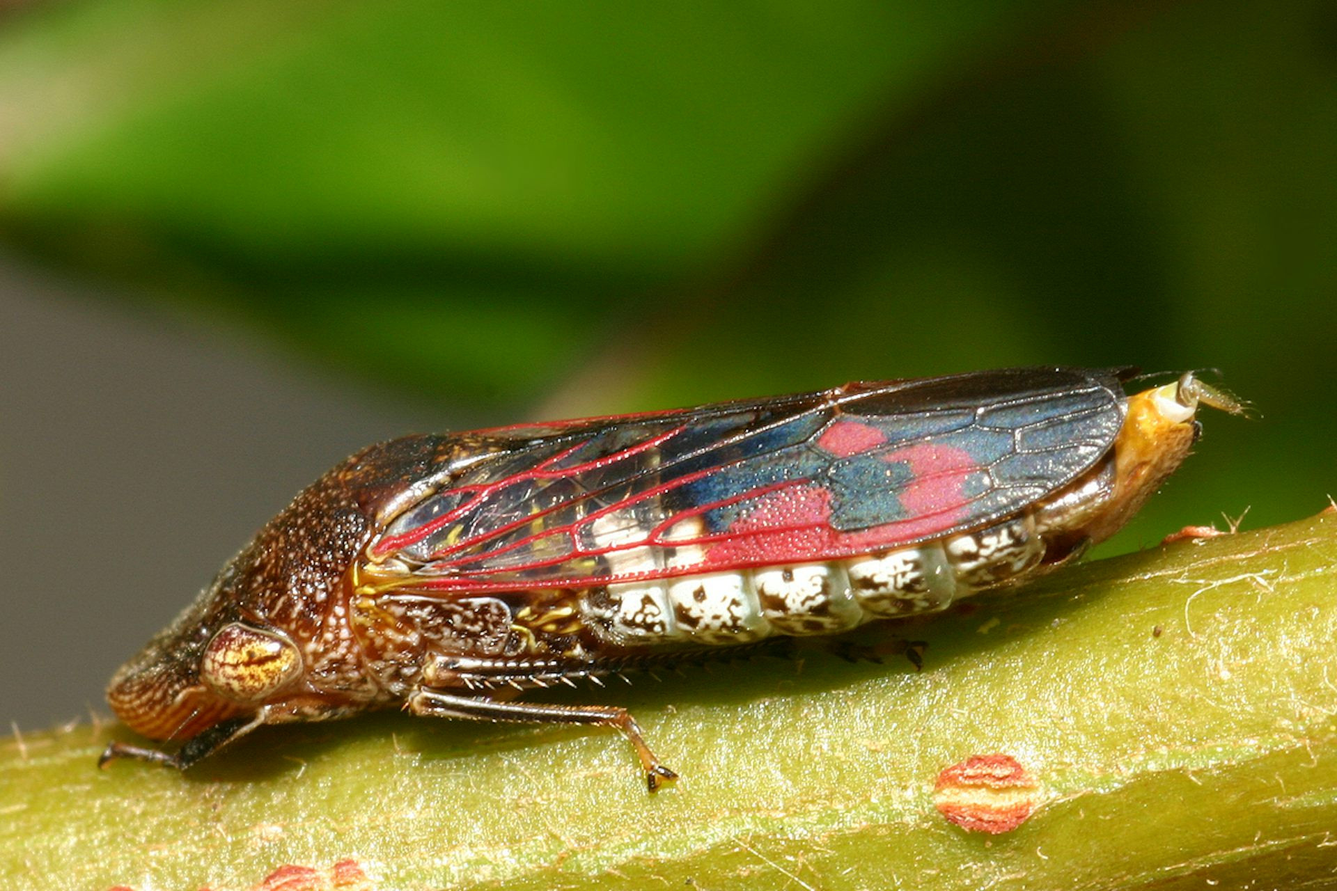 Fairy wasps help reduce pests such as glassy-winged sharpshooters.