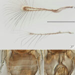 Female Kikiki huna body and wings showing small size.