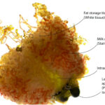 In utero larva with milk gland and fat storage tissues