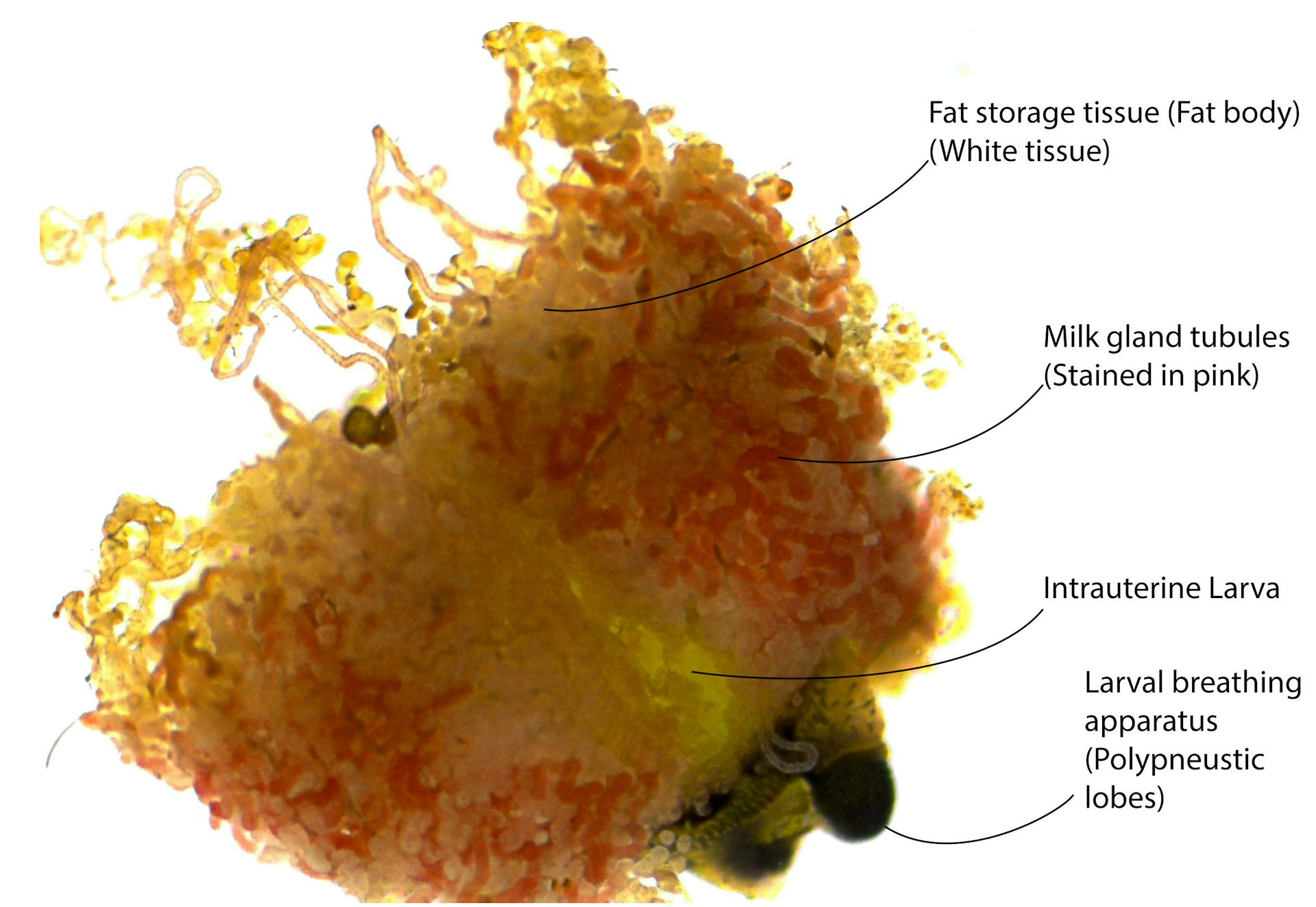 In utero larva with milk gland and fat storage tissues