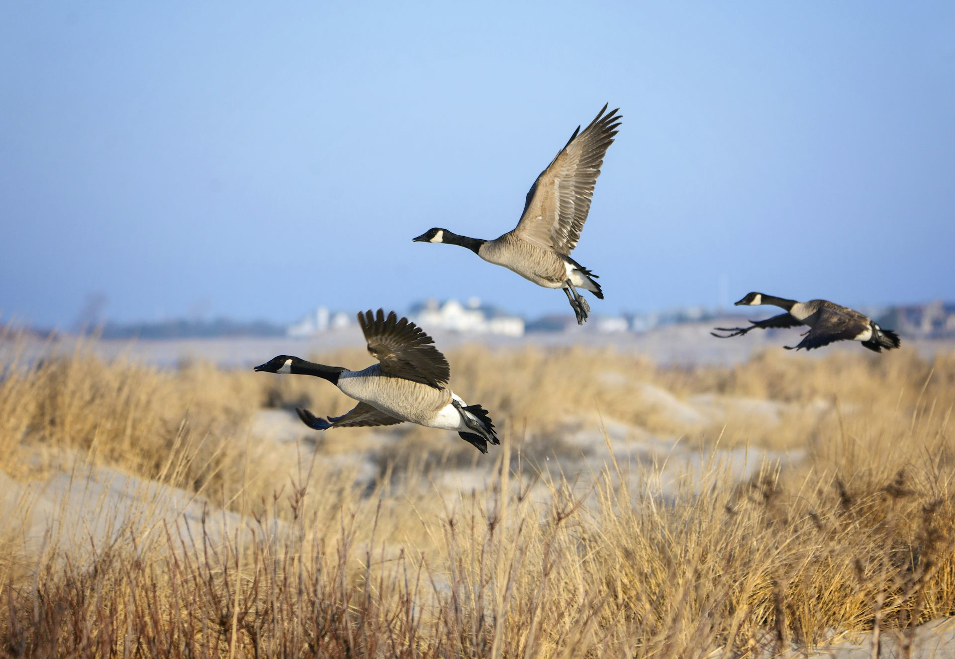 Three Canada geese flying over sand dunes