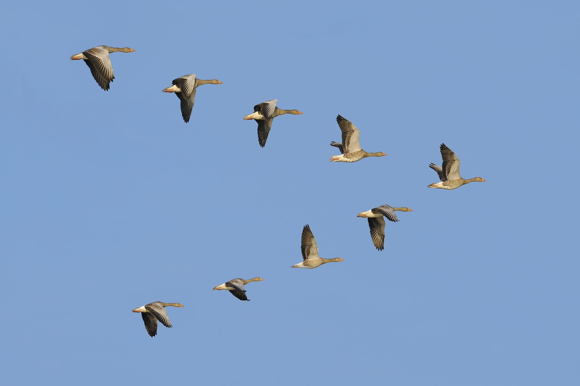 Geese in V formation against a clear sky