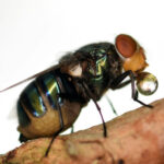 Fly regurgitating digestive juices