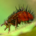 Closeup of a fly's head with compound eyes