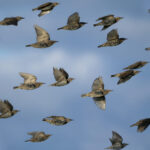 European starlings in flight across blue sky