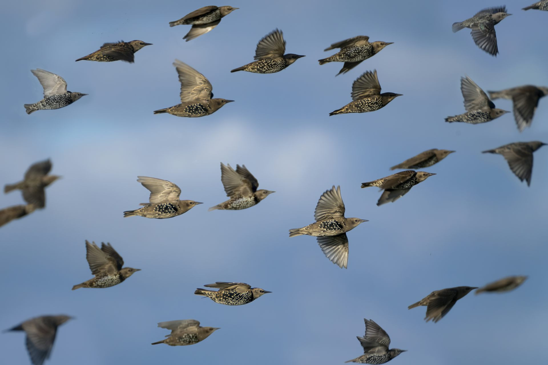 Murmuration of starlings over water