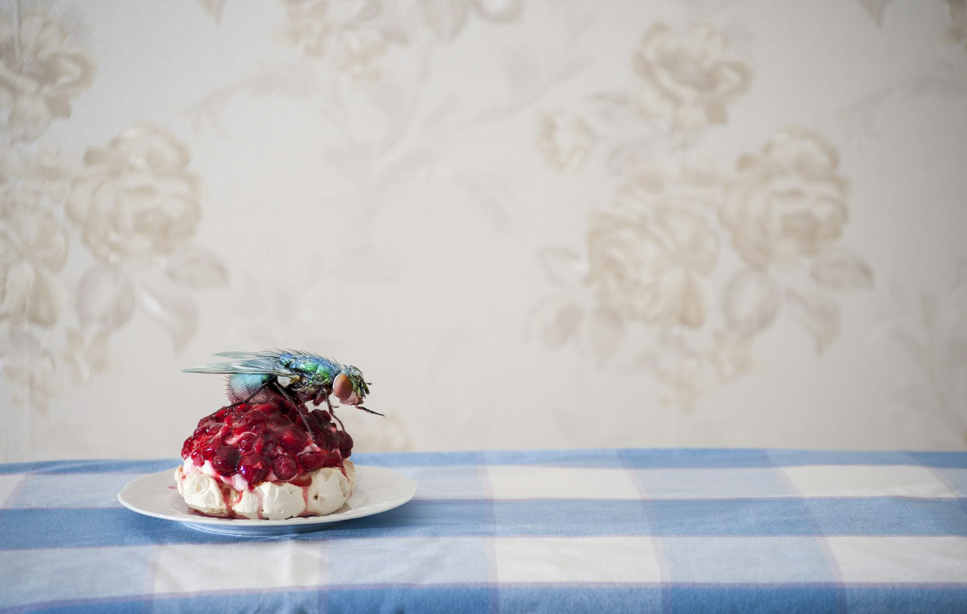 A fly has detected a piece of dessert