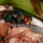 Adult Greenbottle Fly