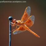 Flame skimmer (Libellula saturata) resting on a car antenna
