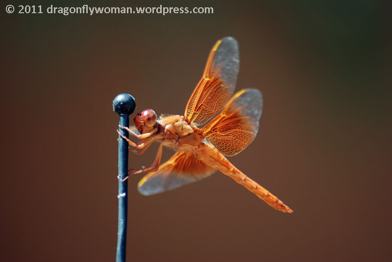 Flame skimmer (Libellula saturata) resting on a car antenna