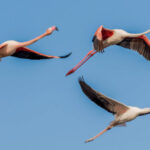 Flamingos flying in V formation