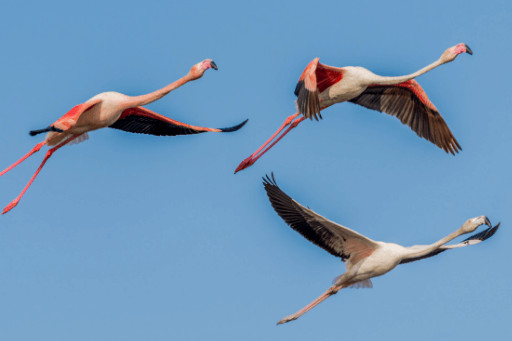 Flamingos flying in V formation