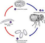Flea life cycle diagram