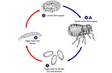 Flea life cycle diagram