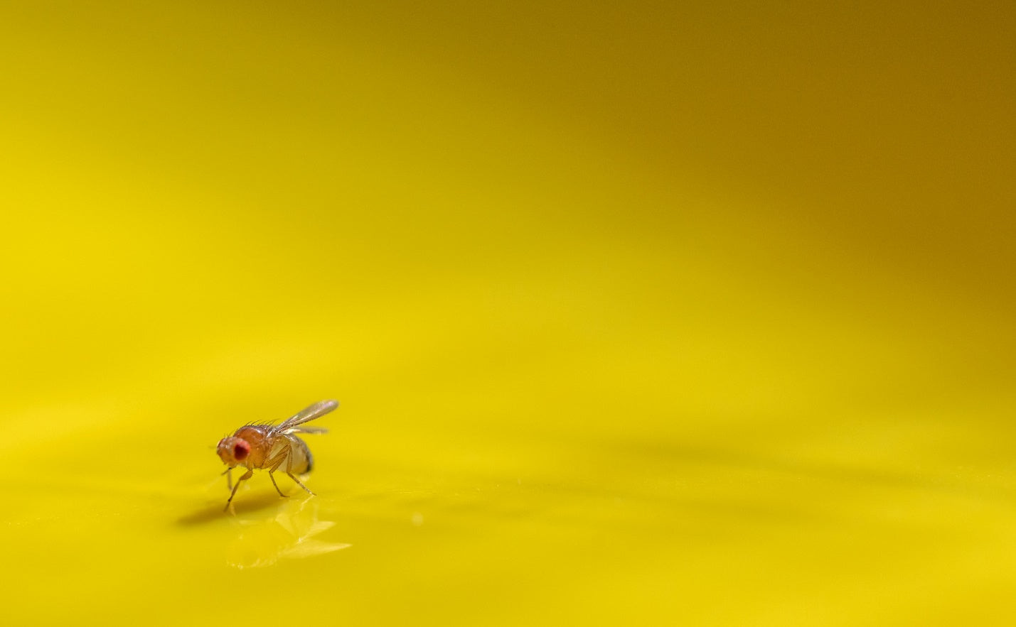 Gnats near a trash can