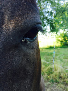 Flies in the eye