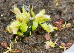 Plantlets on a Flower Stalk. Seedlings in the foreground.