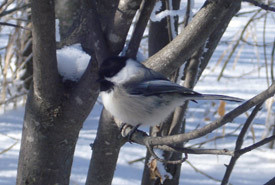 Fluffy chickadee perched in a tree
