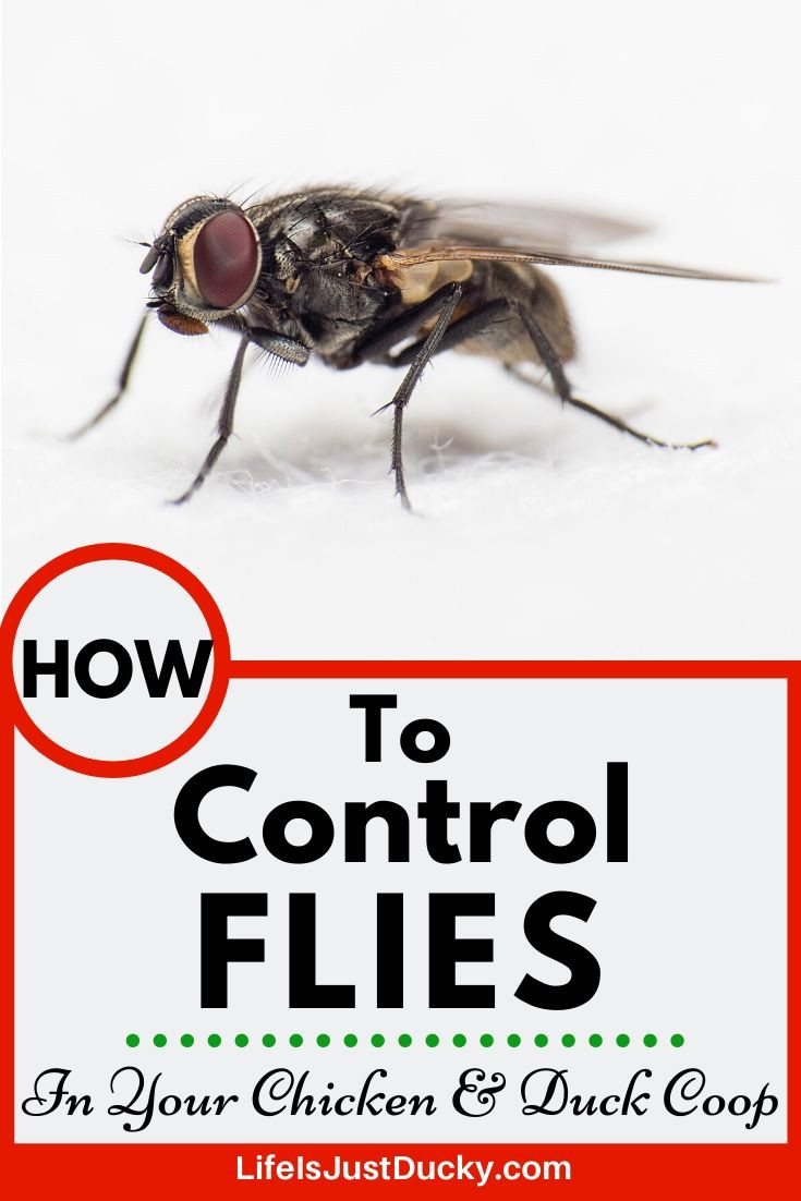 Fly trap filled with captured flies