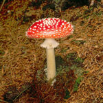 Fly Agaric Mushroom