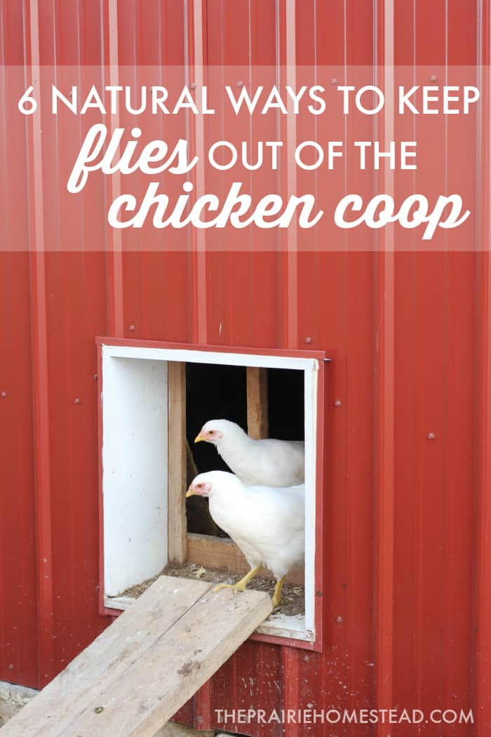 Clean Fly-Free Chicken Coop